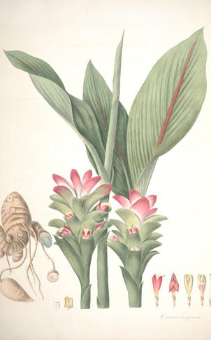 Diese Curcuma Pflanze wurde vom bekannten Botaniker William Roscoe gemalt für sein Buch von Pflanzen aus dem botanischem Garten in Liverpool. Das Buch wurde im Jahr 1828 veröffentlicht.
