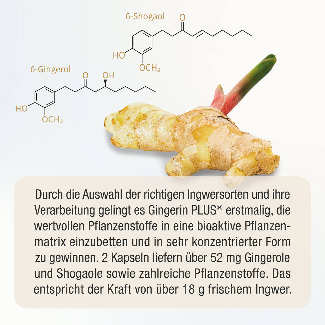 Abbildung einer Ingwer-Wurzel mit chemischen Formeln und Erklärung, warum Gingerin PLUS Ingwer-Extrakt so besonders ist.