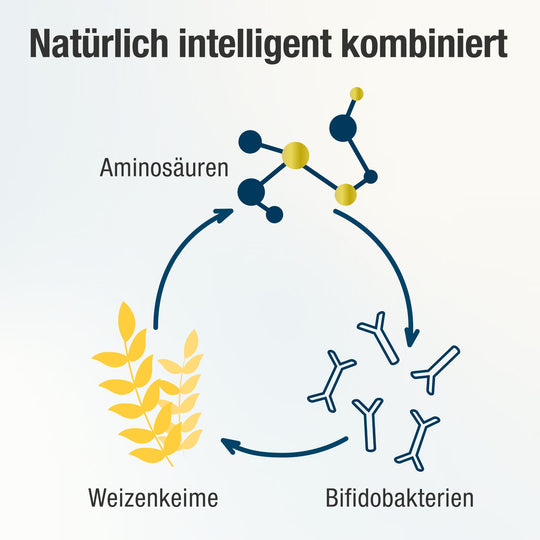 Spermidin PLUS Aminosäuren, Weizenkeime und Bifidobakterien Kombination