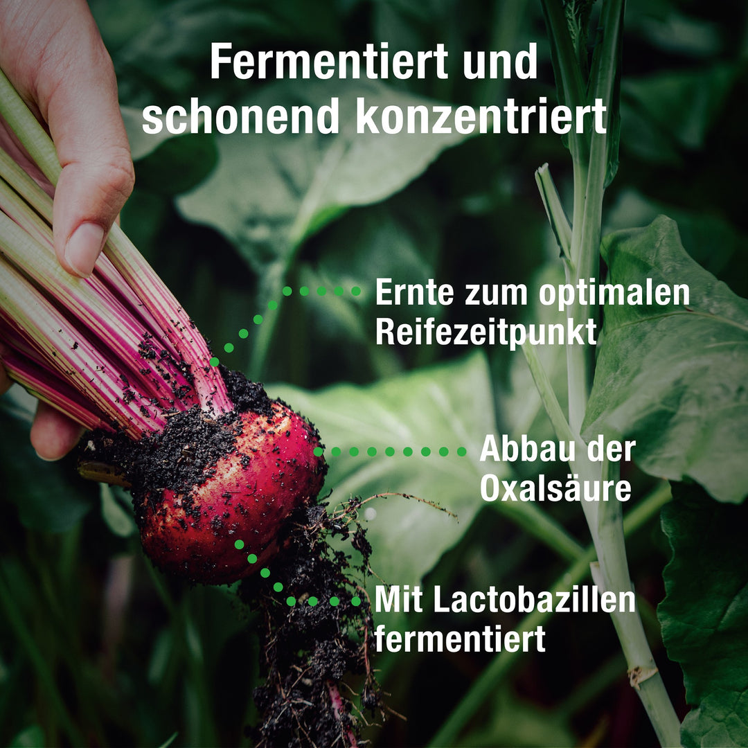 Fermentiert und schonend konzentriert - Rote Bete, die aus der Erde gezogen wird. 