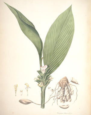 Wie auch die Curcuma latifolia, wurde auch die Curcuma leucorrhiza von William Roscoe in Farbe festgehalten. („Monandrian plants of the order Scitamineae“ 1828)