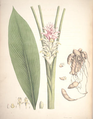 Diese Zeichnung stammte auch aus William Roscoe's Buch der Monandrian Plants (1828). Er betitelte das Bild mit Curcuma amada, einem Synonym der Curcuma mangga.