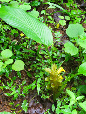 Diese Pflanze wurde 2011 im Thattekad Bird Sanctuary in Indien entdeckt.