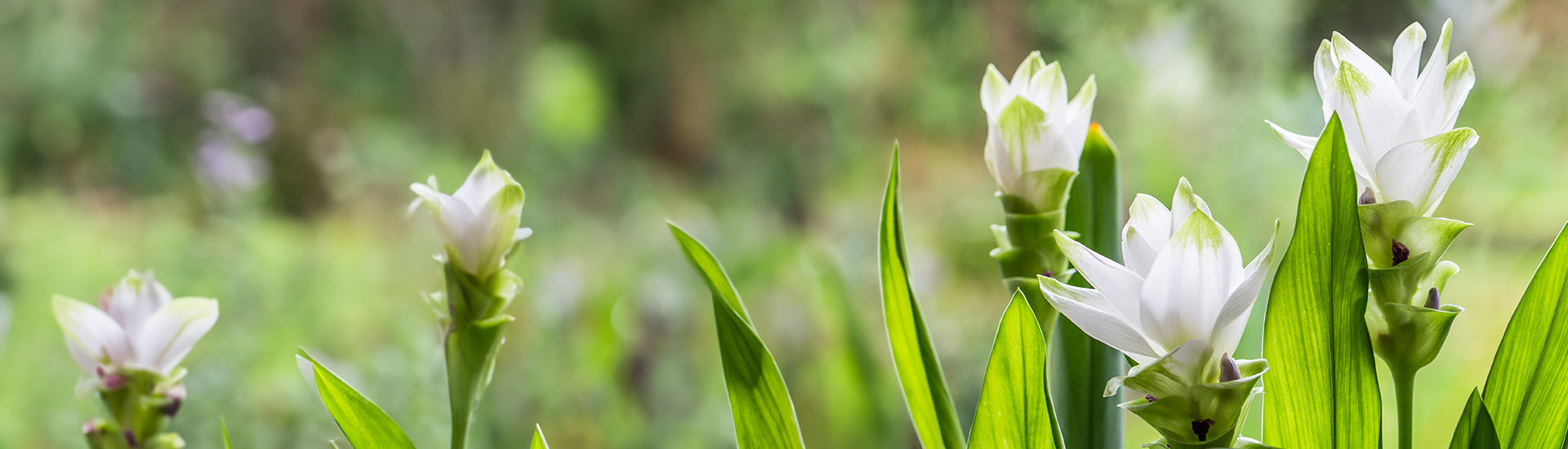 Mehrere weiße Blüten mit grünen Blättern in einer natürlichen, verschwommenen Umgebung.