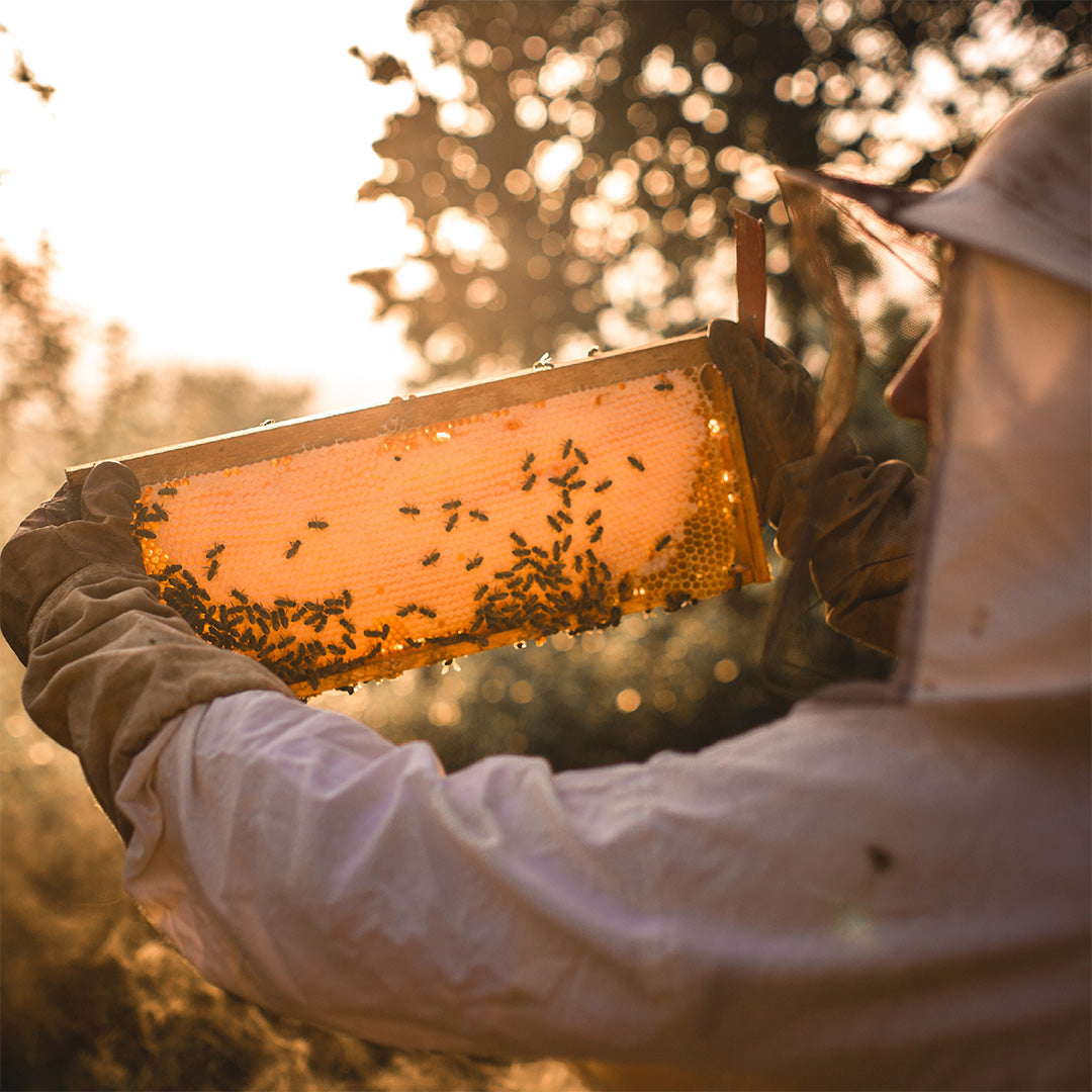 Imker, der eine Bienenwabe gegen das Licht hält.