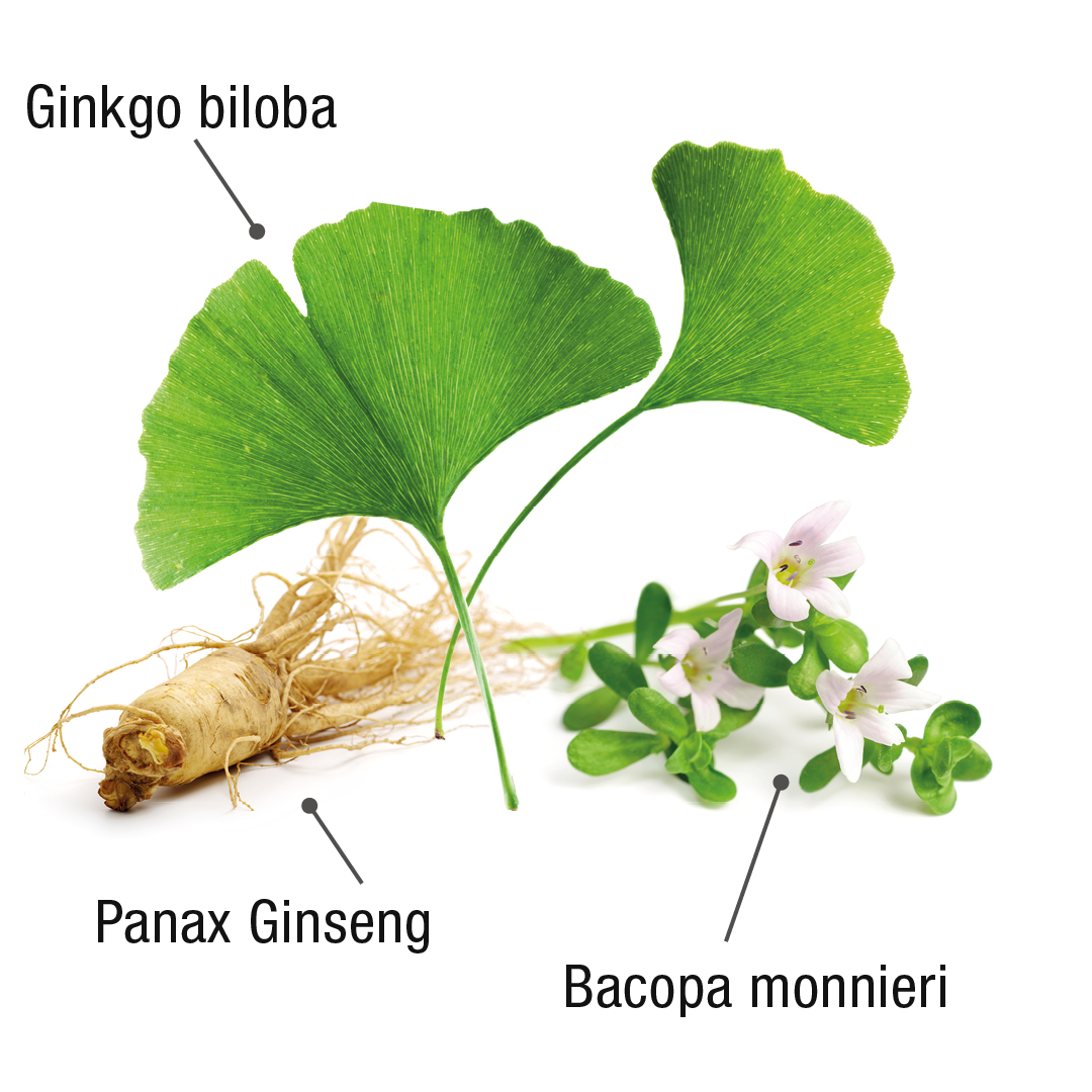 Darstellung der drei Rohstoffe Ginko biloba, Panax Gingsen und Bacopa monnieri