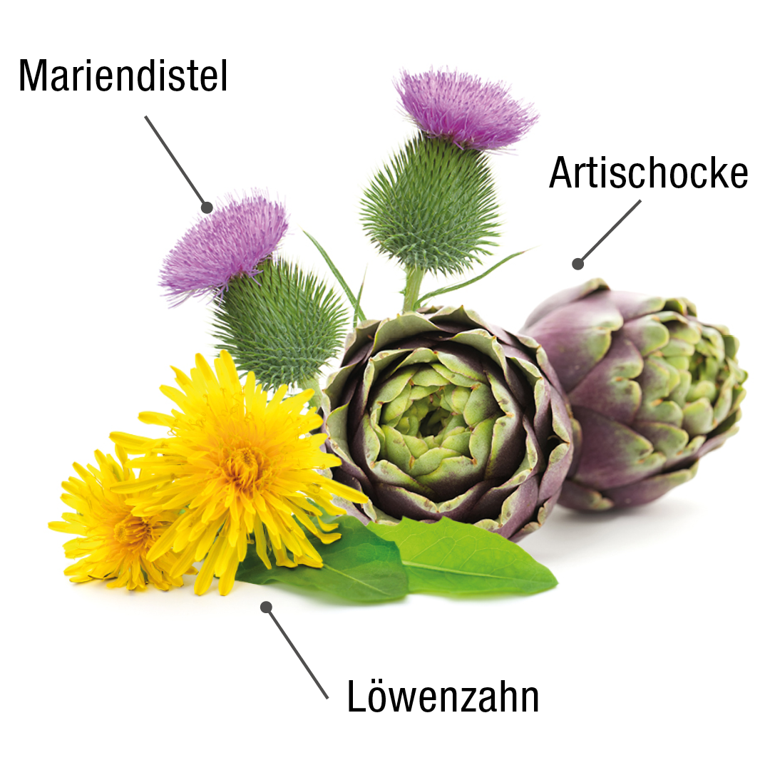 Rohstoffe von Hepavent PLUS mit Mariendistel, Löwenzahn und Artischocke