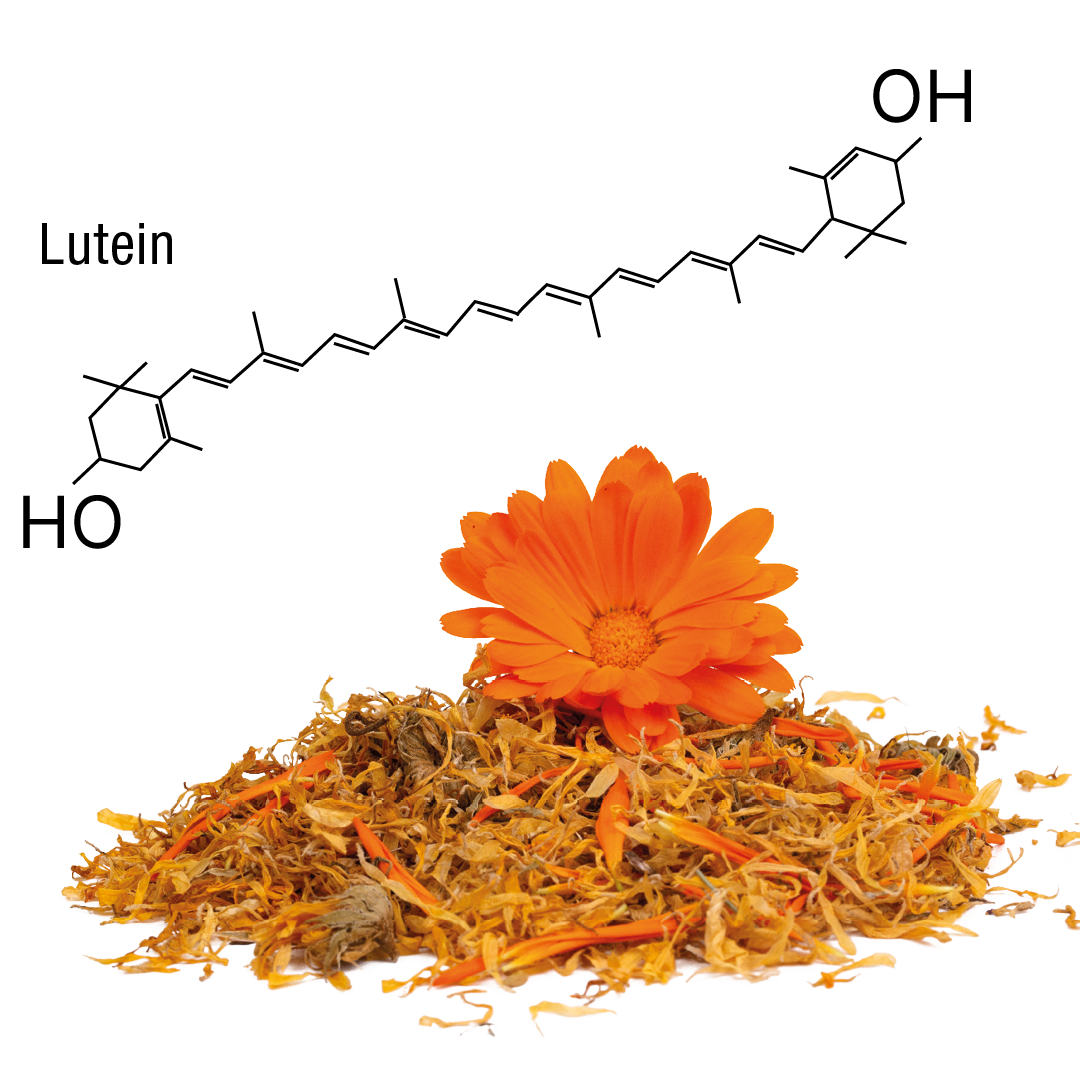 Formel von Lutein im Hintegrund und Ringelblume im Vordergrund