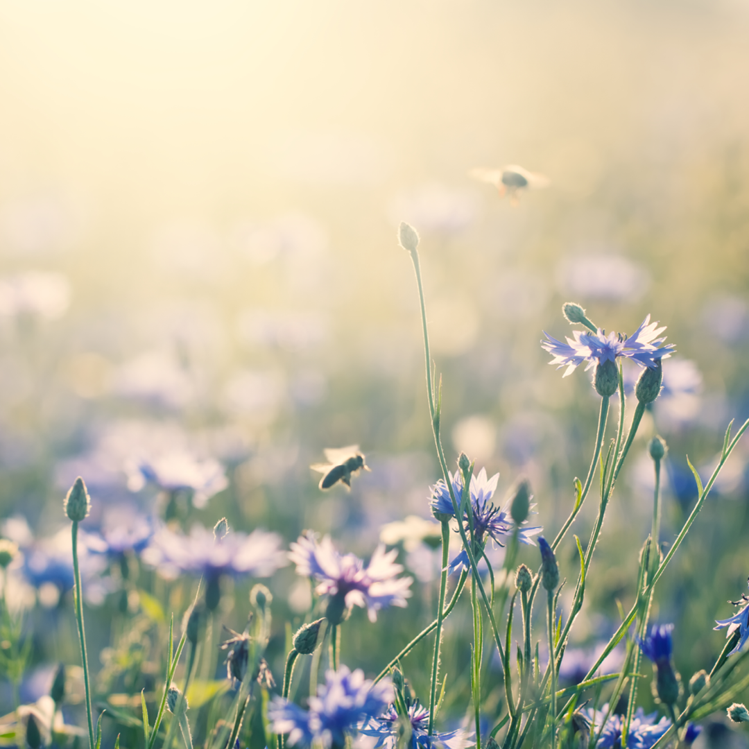 Romantische Nahaufnahme einer Blumenwiese mit lila Blüten und Bienen