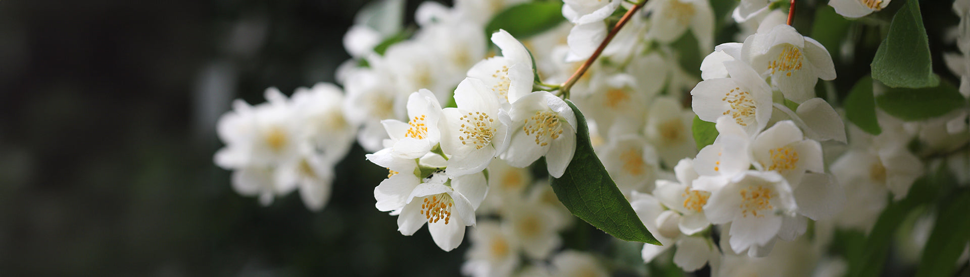 Jasminblüten