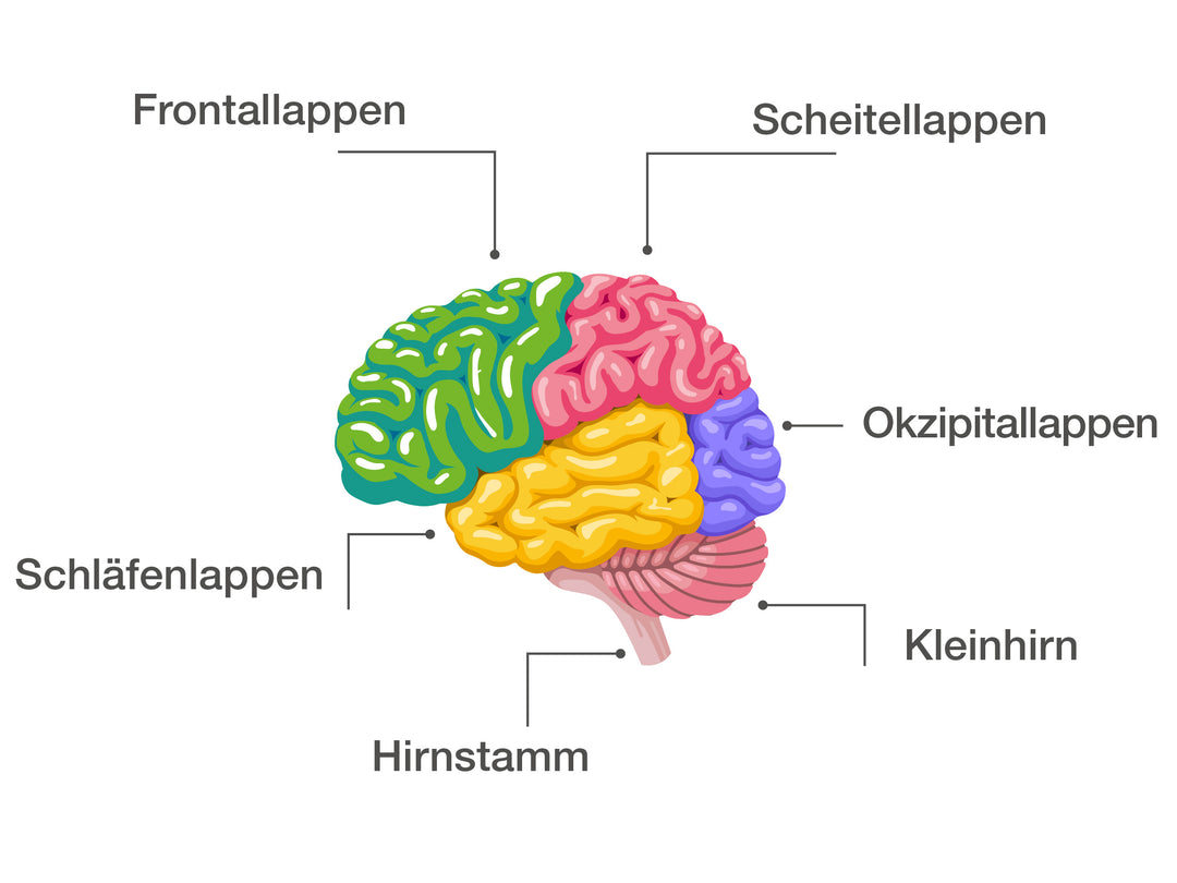 Abbildung der Gehirnteile