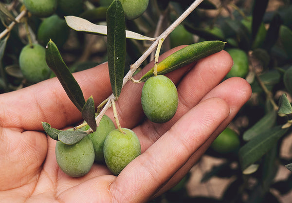 Was genau sind Olivenöl Polyphenole?