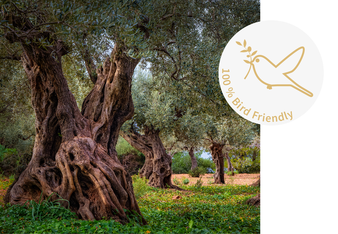 Im Vordergrund steht ein alter Olivenbaum mit einem massiven und breiten Stamm auf einer Wiese. Im Hintergrund sind weitere Olivenbäume zu sehen. Rechts am Bildrand ist ein goldenes Icon abgebildet. Es zeigt einen Vogel mit Olivenzweig im Schnabel.