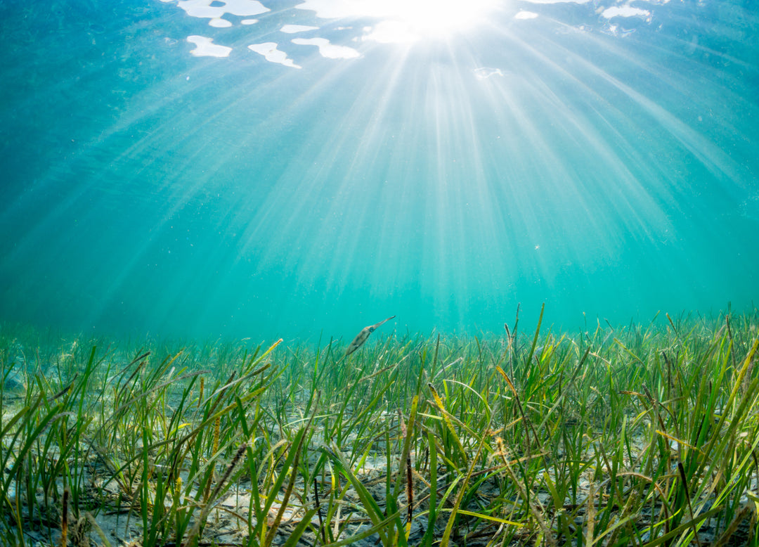 Unterwasserbild von Algen am Meeresboden. Oben sieht man die Meeresoberfläche und den Sonnenschein.