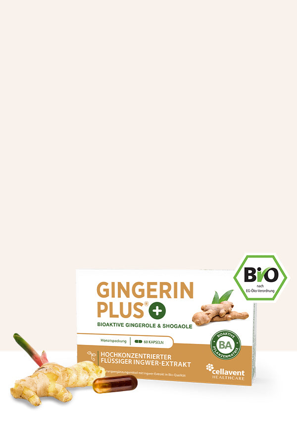 Im Bild wird eine Packung Gingerin PLUS abgebildet. Links vor der Packung liegt eine Ingwer-knolle und daneben eine Kapsel Gingerin PLUS - Mobile Version.