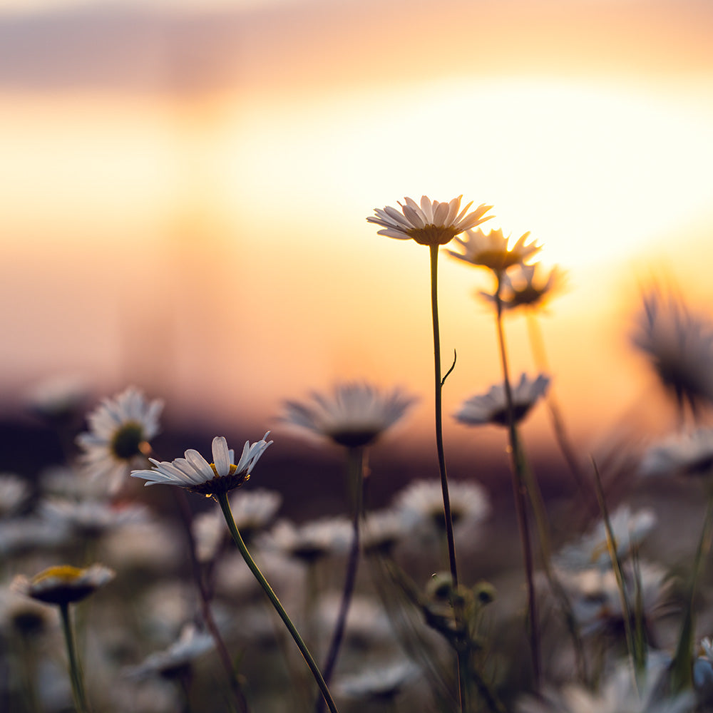 Nahaufnahme von Gänseblümchen vor Sonnenuntergang 