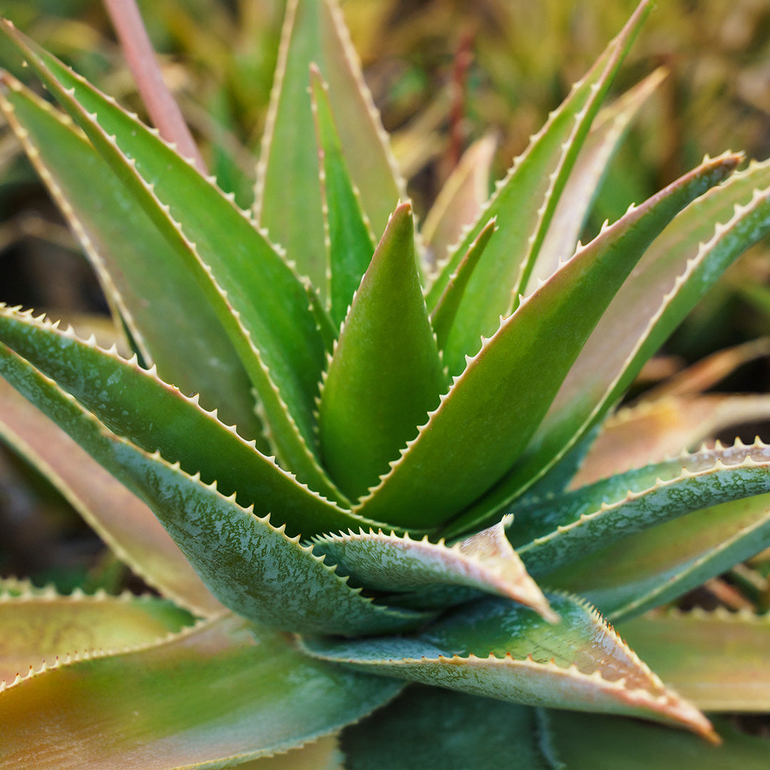 Aloe Vera Pflanze