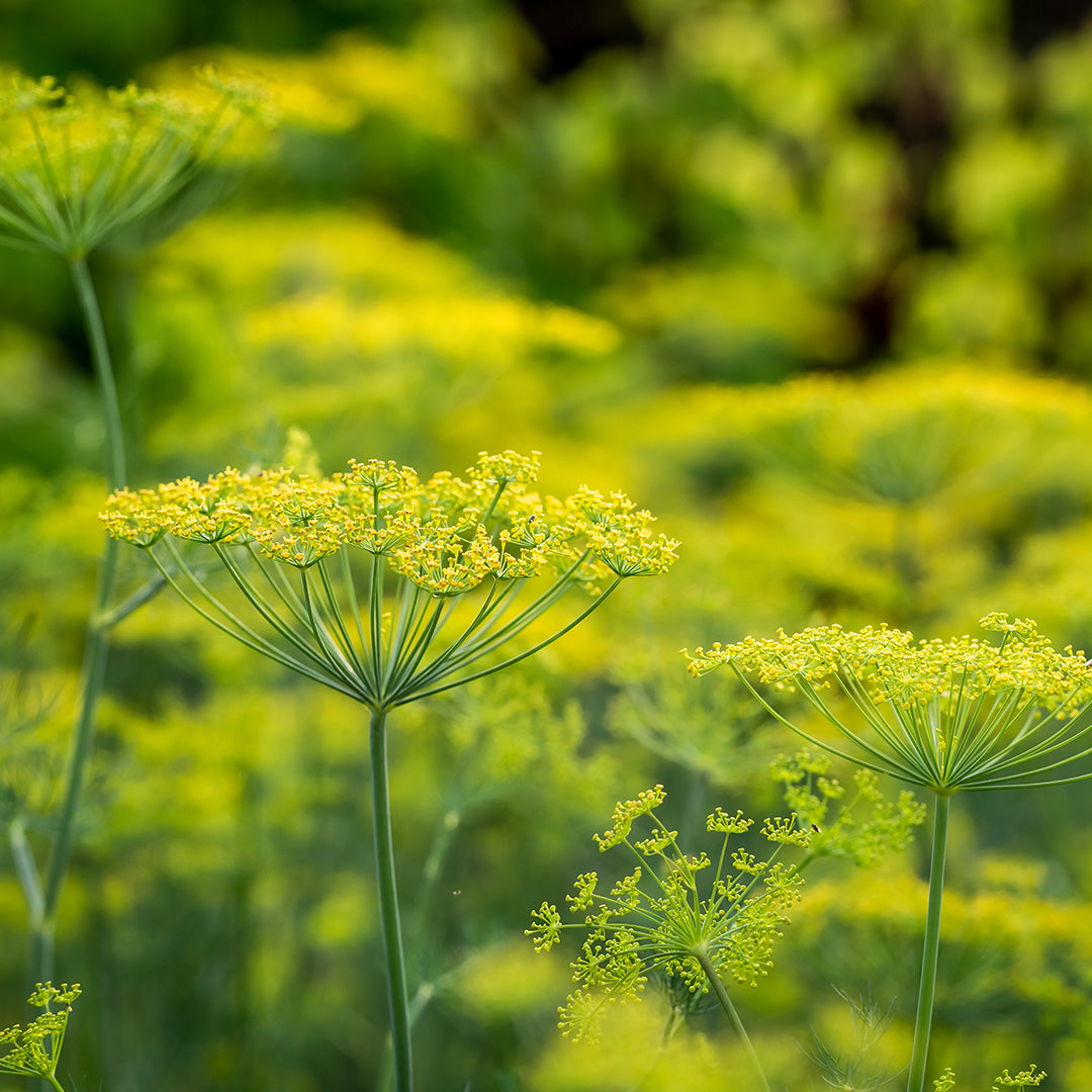 Nahaufnahme der Fenschelblüten