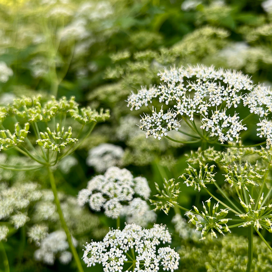 Fenchelblüten