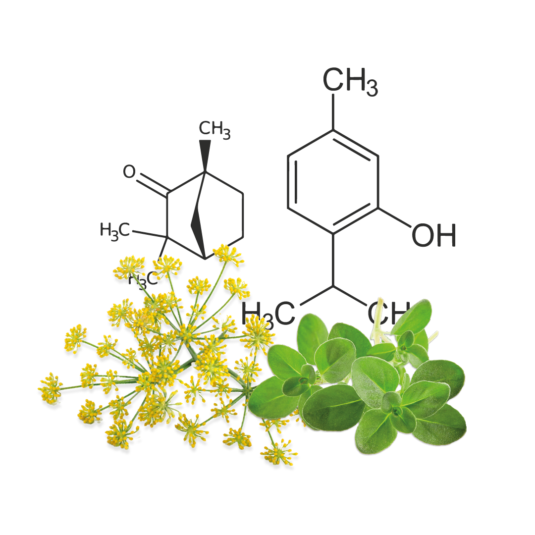 Fenchel und Thymian Blüten mit zwei chemischen Formeln