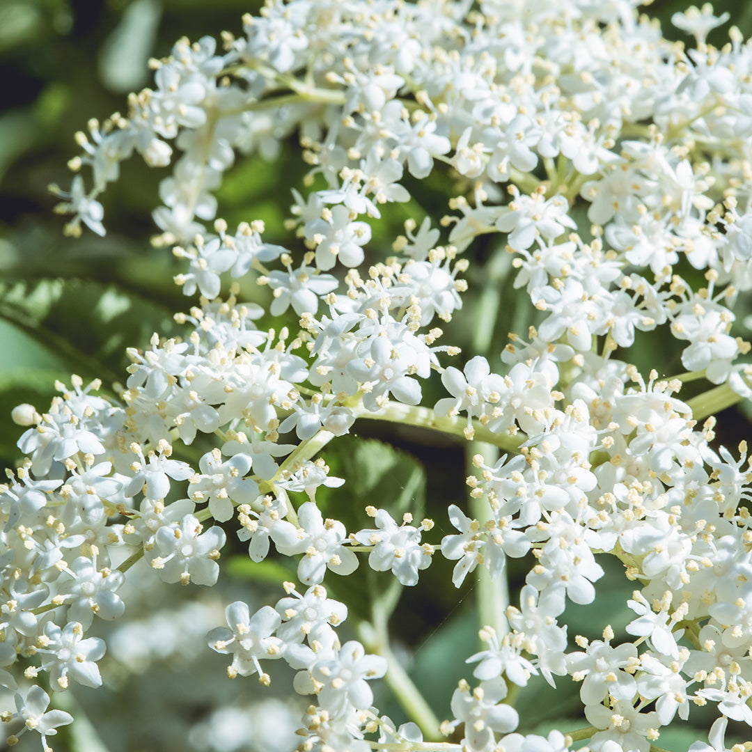 Holunderblüten