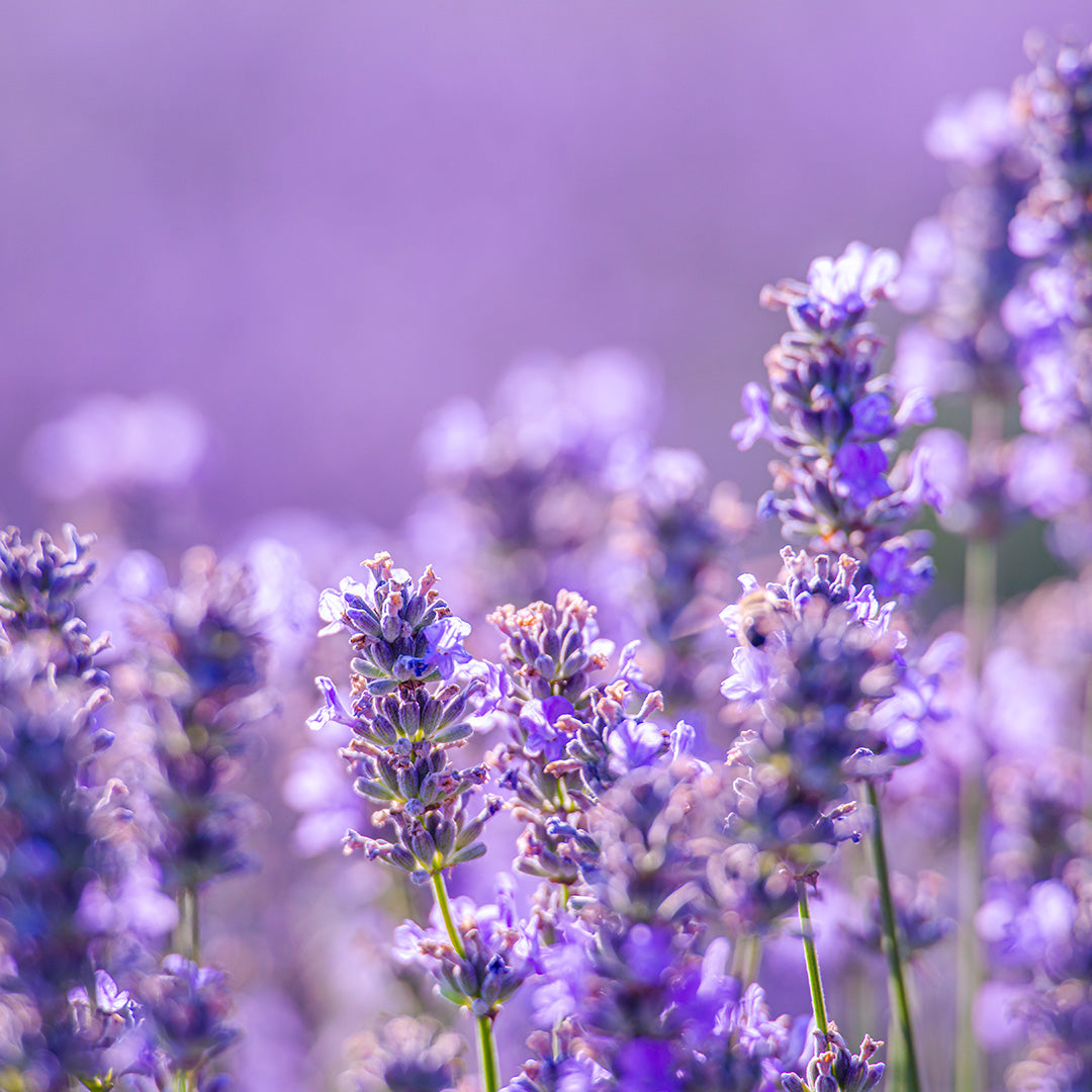 Nahaufnahme von Lavendelblüten