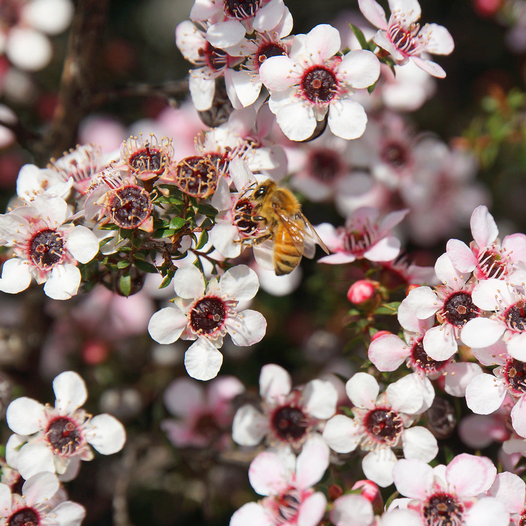 Einzelne Biene sammelt Nektar an Blüte einer Südseemyrte