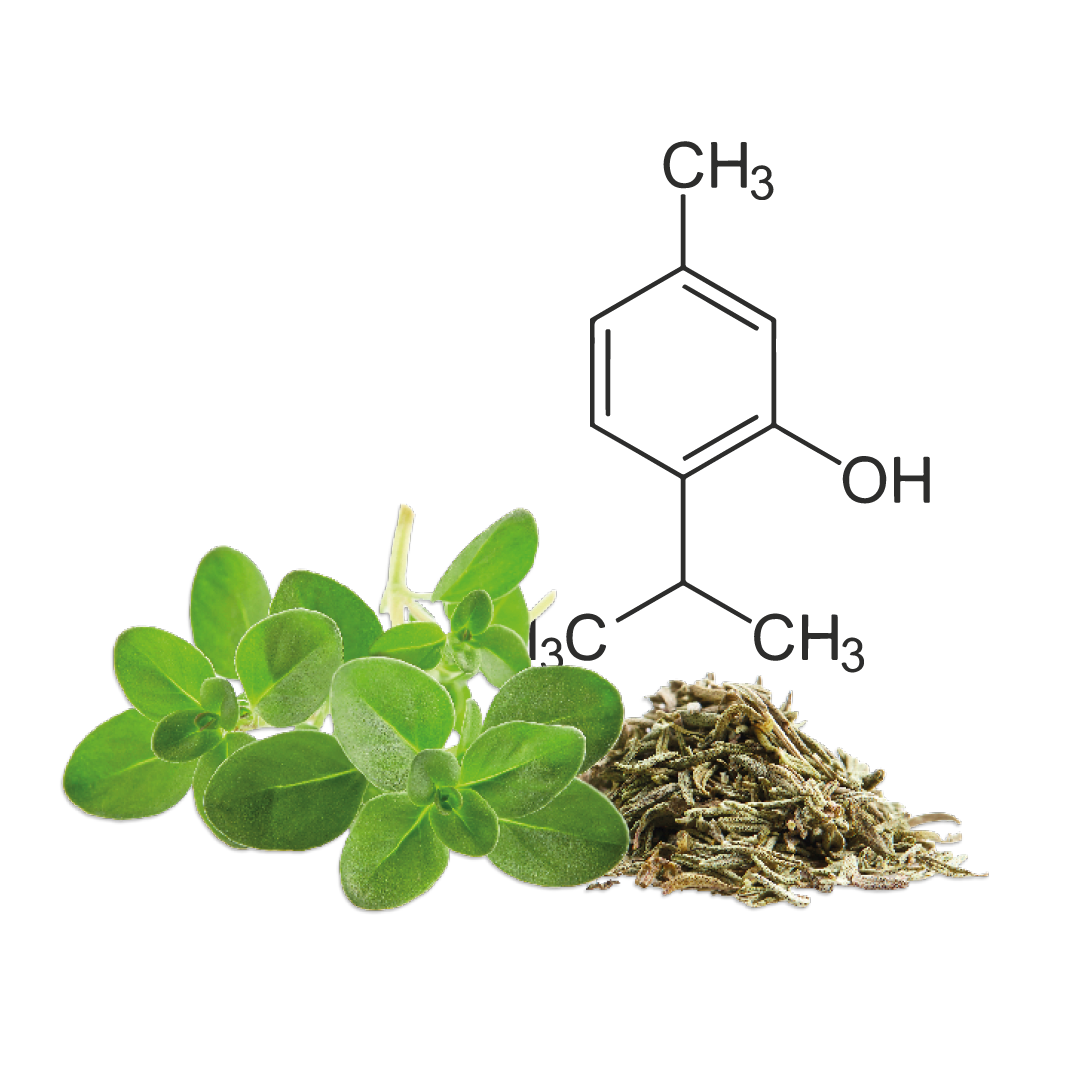 Struckturformel von Thymol, Thymianblätter und Kraut