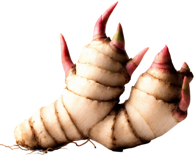 Galgantwurzel