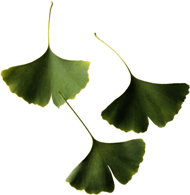 Ginkgo