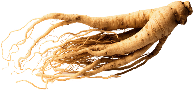 Ginseng