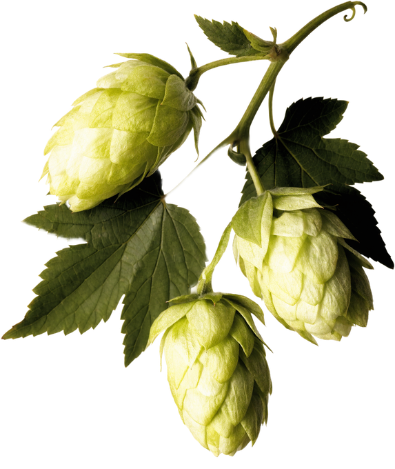 Hopfen