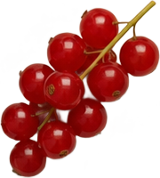rote Johannisbeere