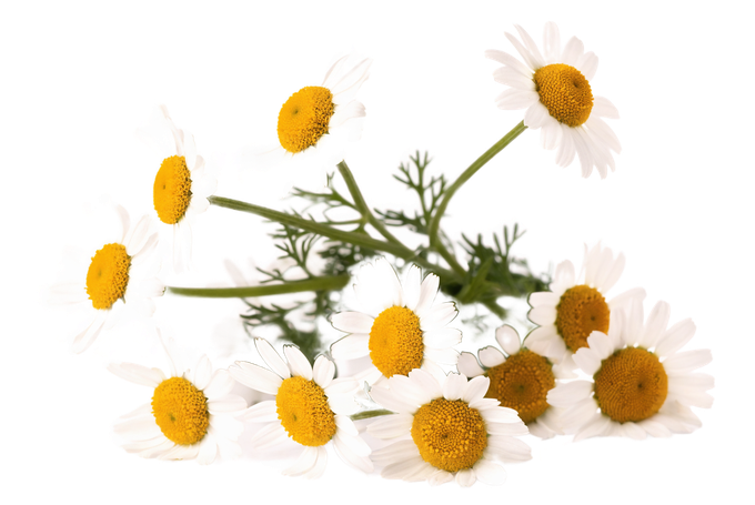 Kamillenblüten