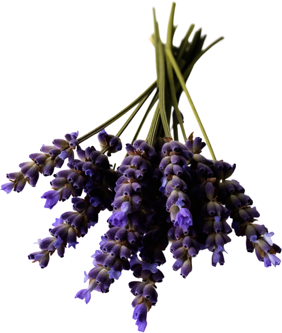 Lavendelblüten