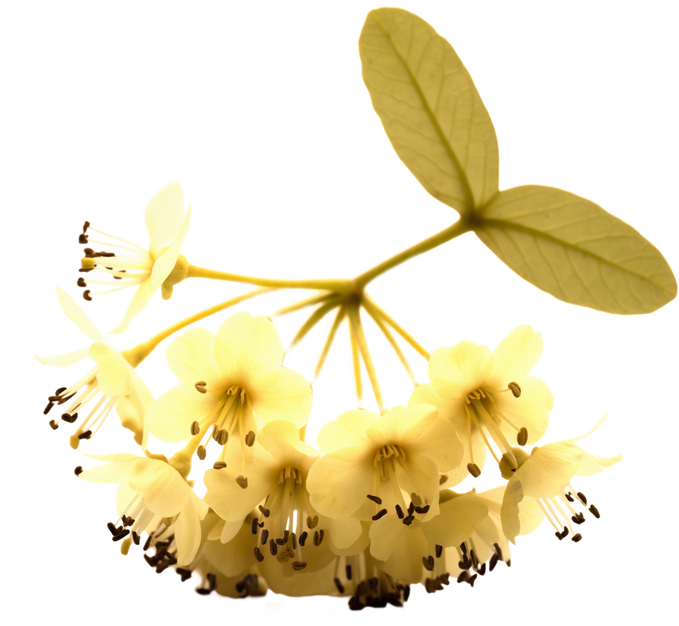 Lindenblüte