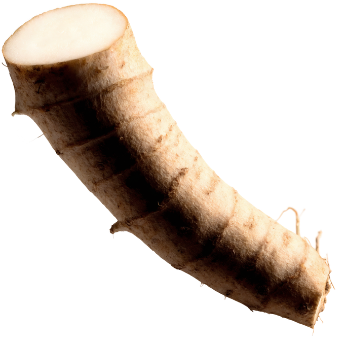 Meerrettichwurzel