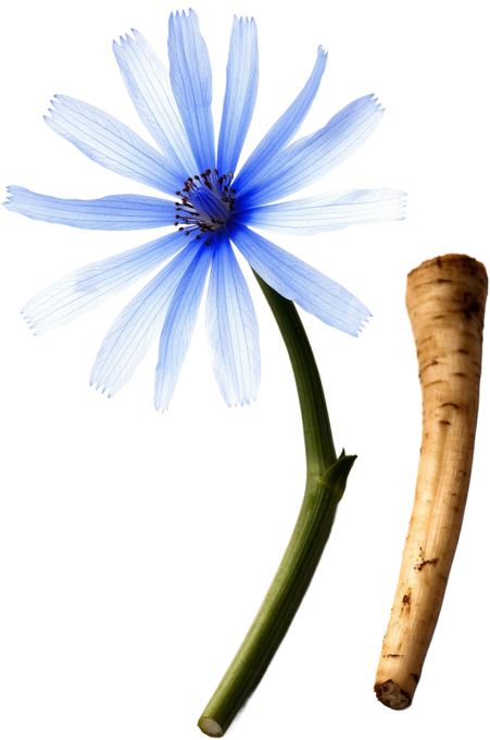 Zichorie