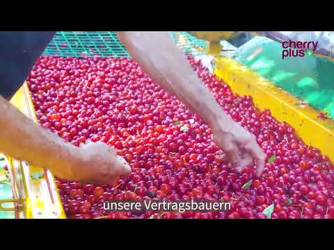 Montmorency Sauerkirschsaft Konzentrat - Cherry PLUS