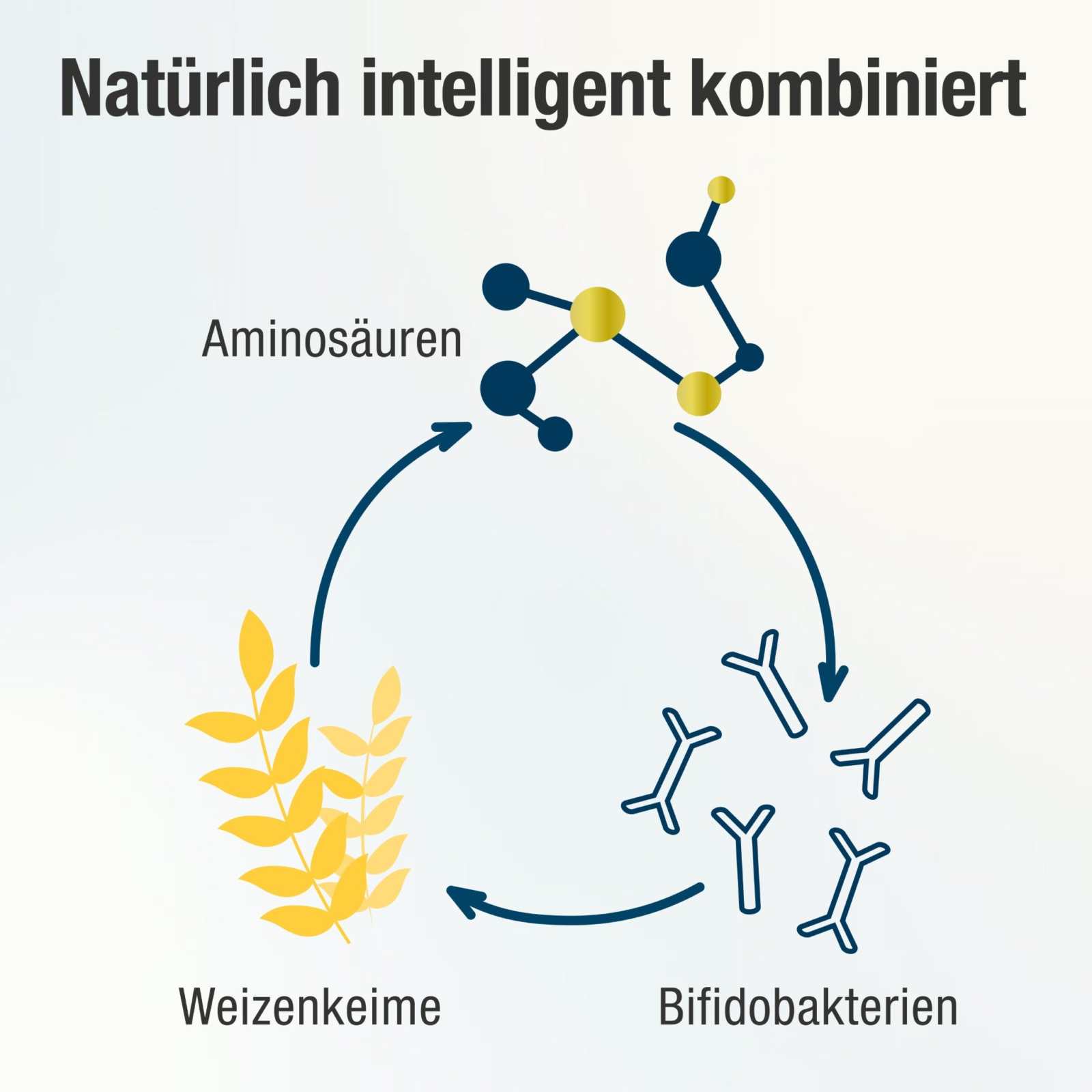 Weizenkeimextrakt - Kapseln mit 2 - fach Komplex - Spermidin PLUS - Cellavent Healthcare