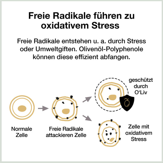 Unsere O'liv-Öle schützen durch den hohen Polyphenolgehalt vor oxidativem Stress